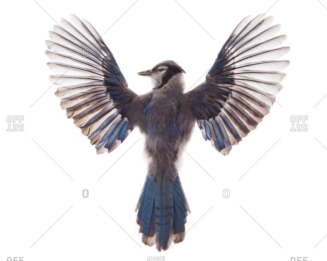 Blue Jay Feathers Stock Photos Offset