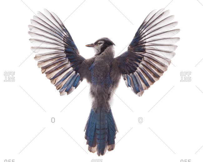 Blue Jay Wings