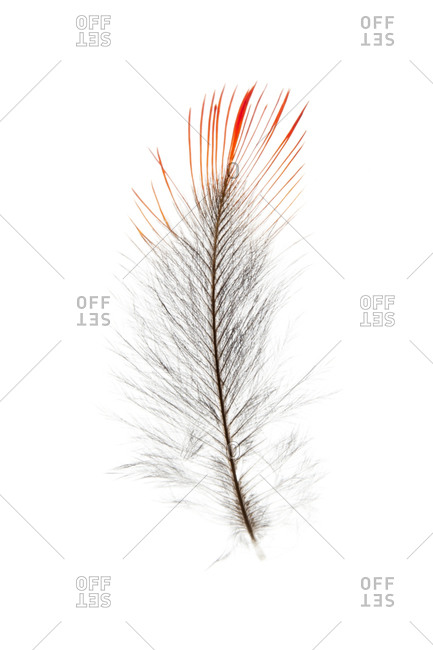 A feather of The Red-headed Woodpecker, Melanerpes erythrocephalus