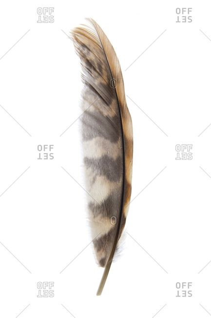 A feather of The Eastern Screech Owl or Eastern Screech-Owl (Megascops asio