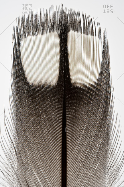 A feather of The Great Northern Loon, Great Northern Diver, or Common Loon (Gavia immer)