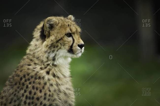 Close up of a watchful cheetah