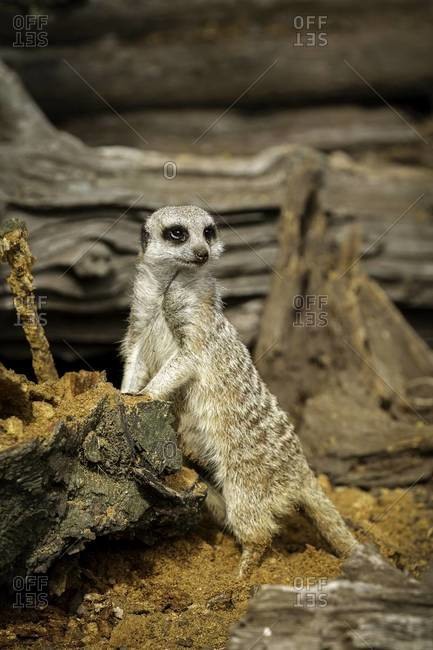 Close up of a watchful meerkat