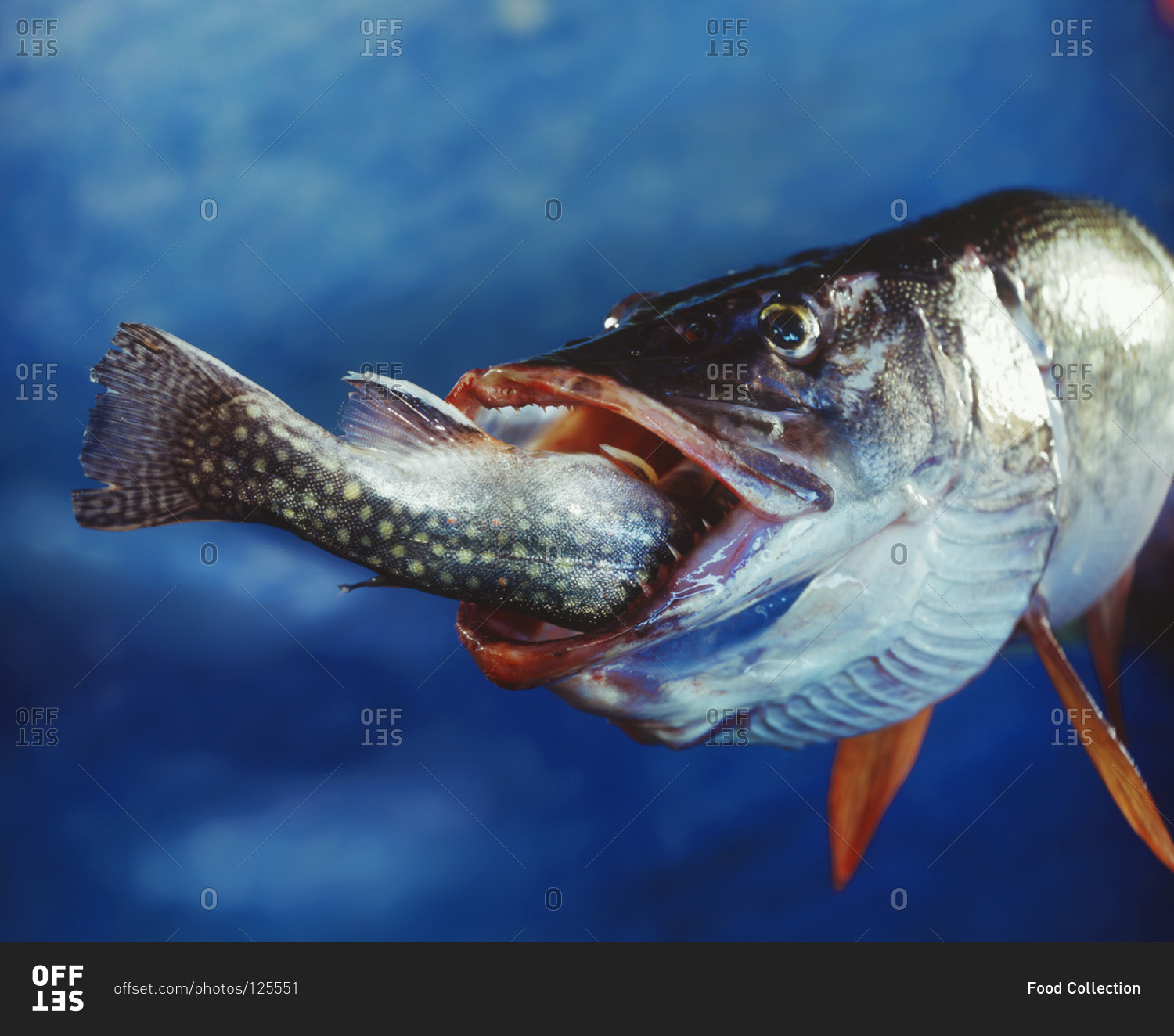 пропустить рыб