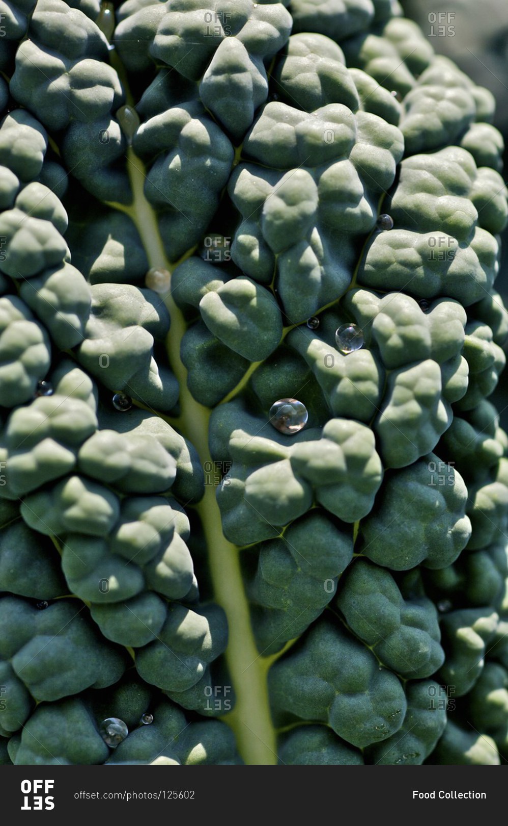 Detail of a black kale leaf