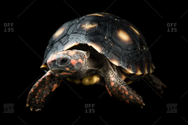 One Redfoot Tortoise