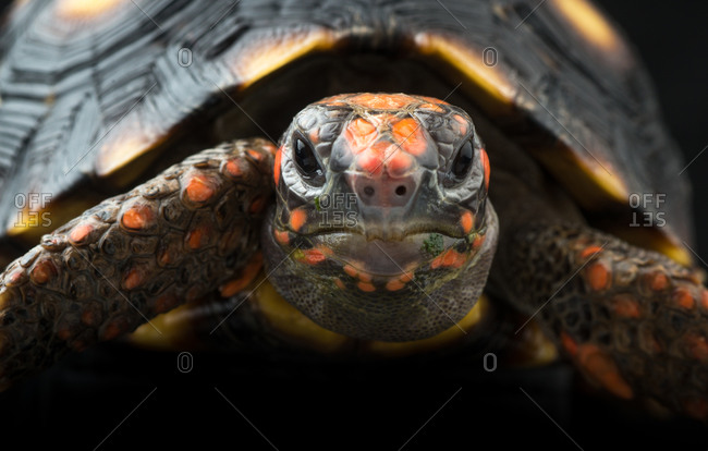 Close up of a Redfoot Tortoise