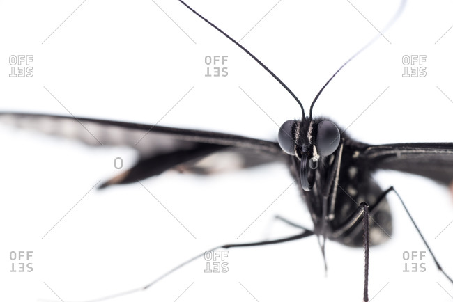 Detail of a watchful Common Mormon butterfly (Papilio polytes), Female Form polytes