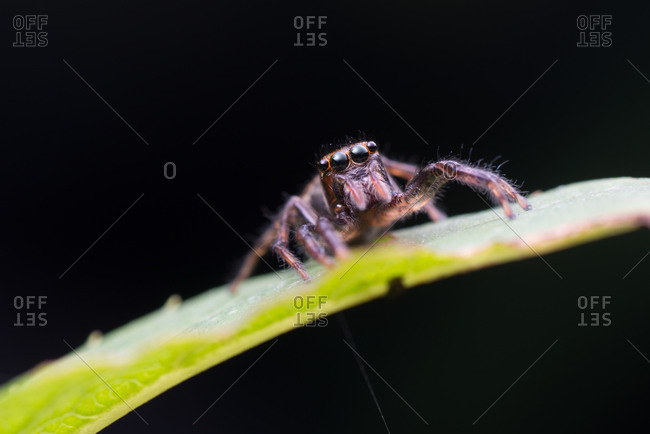 A watchful jumping spider