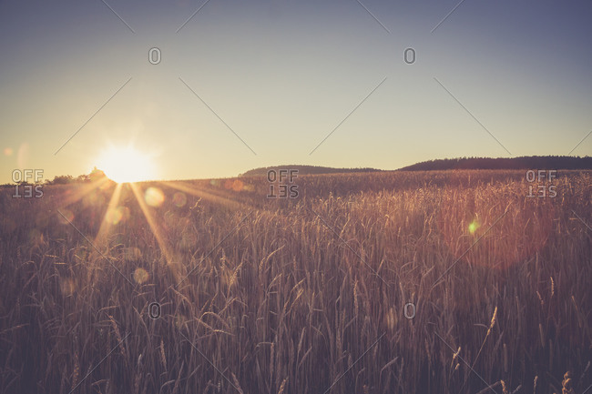 Wheat field, Triticum sativum, at evening twilight