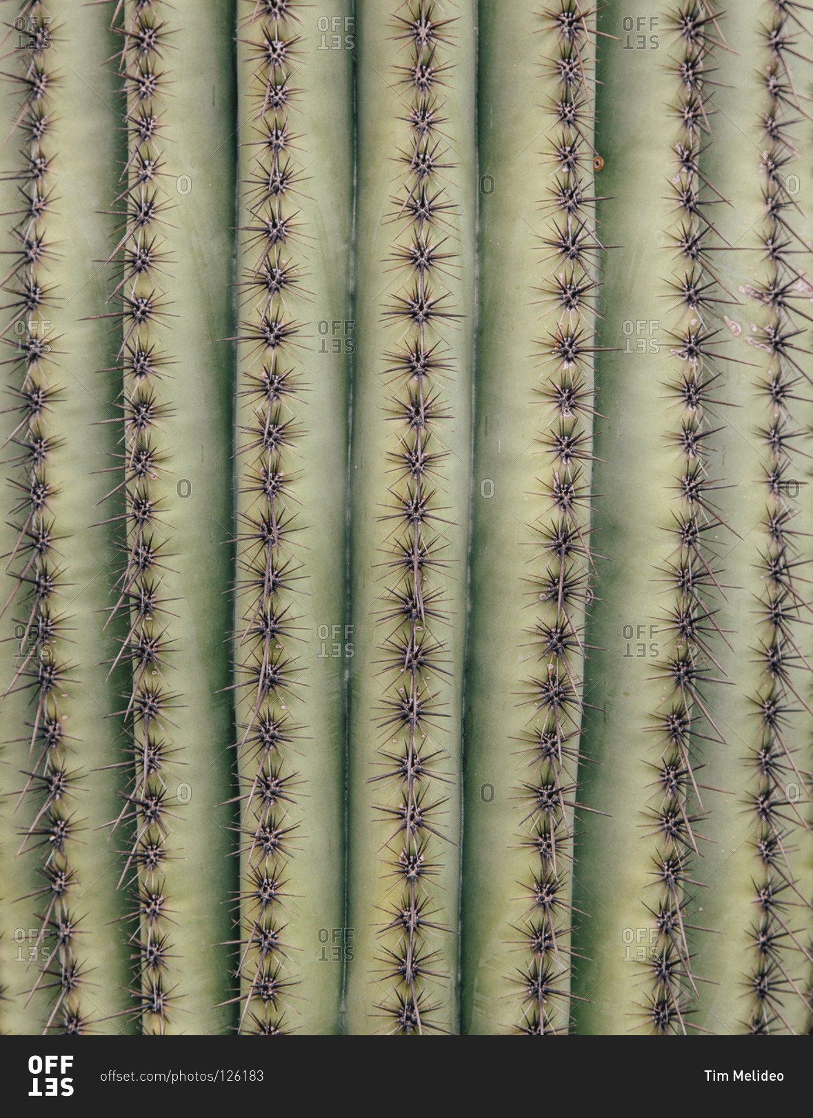 Текстура кактуса