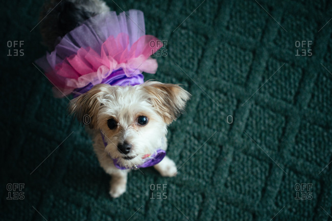 Little dog dressed up in a tutu
