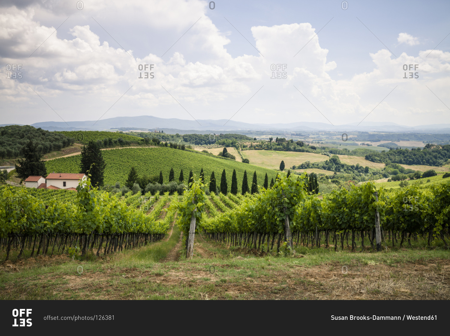 Tuscan landscape with grape vines