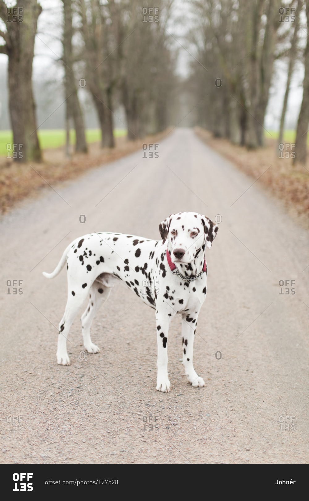 what is a dalmatian road dog