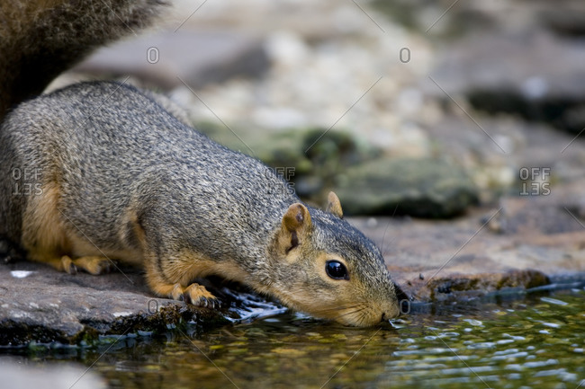 Fox Squirrel (Sciurus niger) drinking