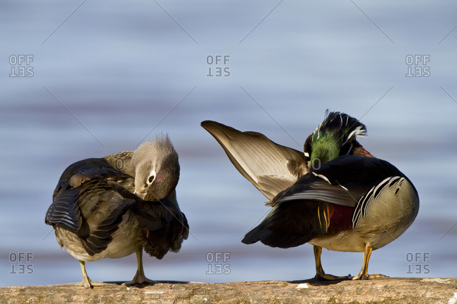 Wood Duck (Aix sponsa) male and female preening on log in wetland