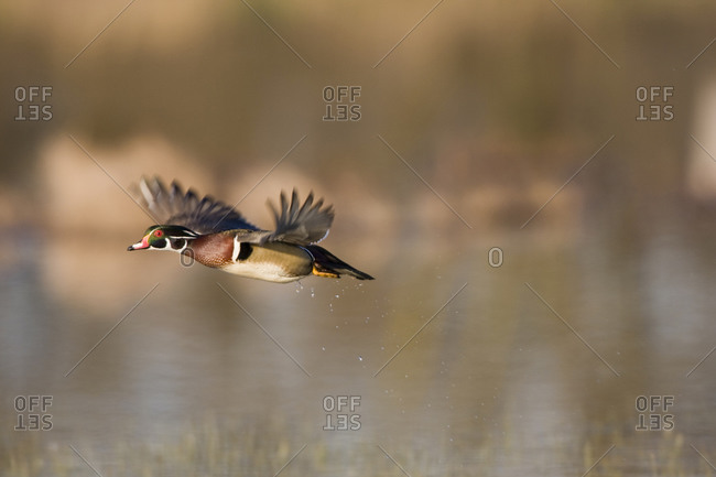 Wood Duck (Aix sponsa) male in flight in wetland