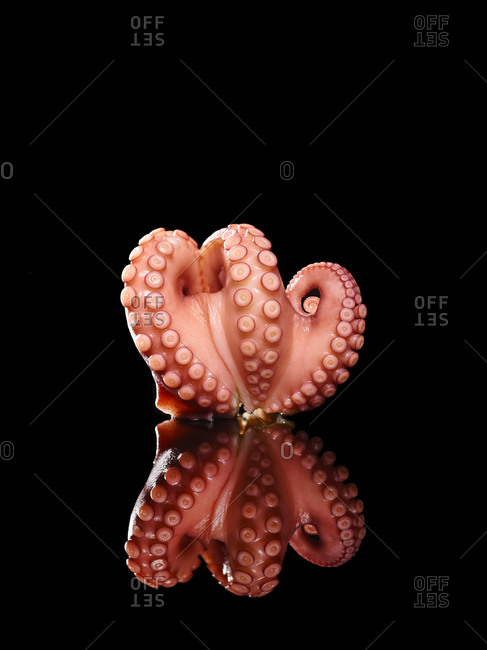 Studio shot of a raw octopus
