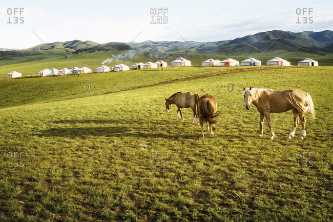 Grazing horses near Mongolian village