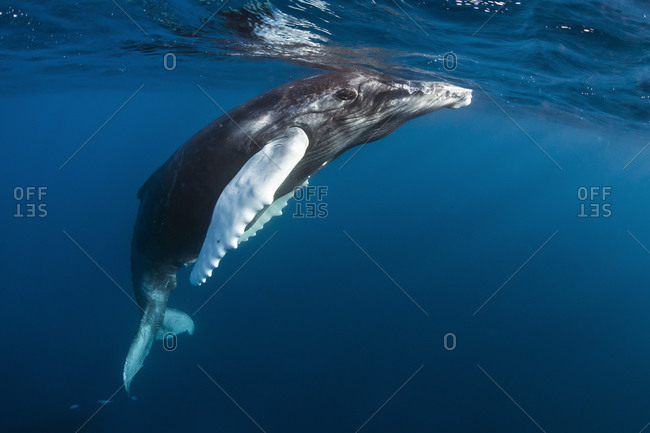 Silverbanks, Humpback whale, Megaptera novaeangliae, young animal