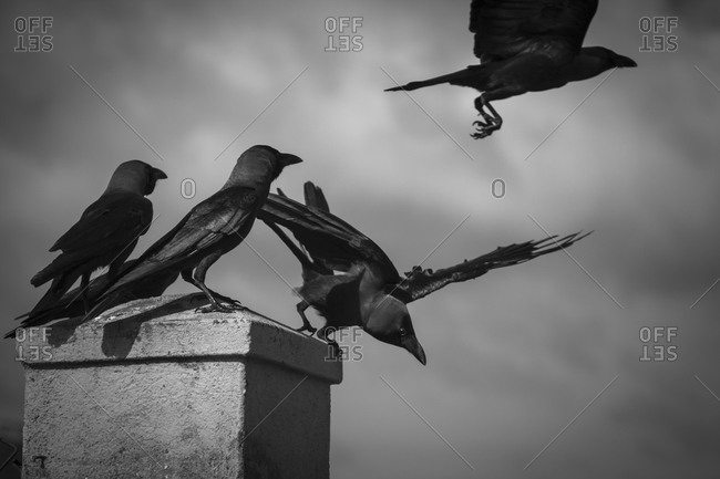 Crows, Galle, Sri Lanka