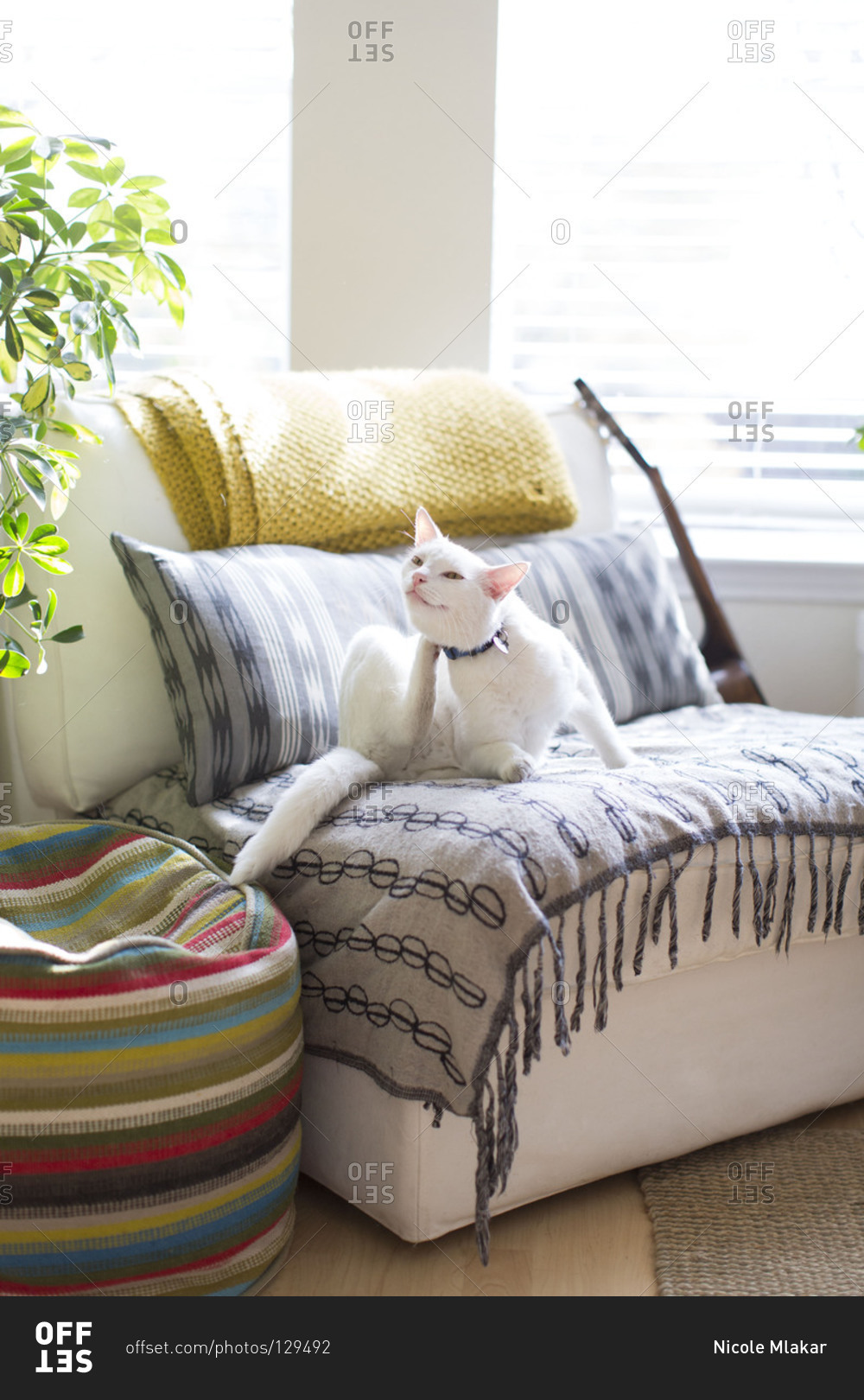 White cat scratching on sofa