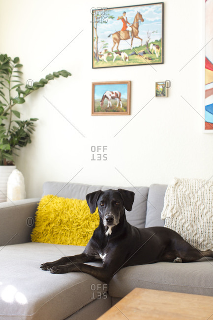 Watchful dog lying on corner sofa