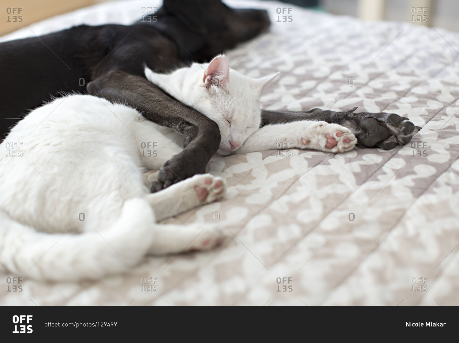 Dog and cat sleeping together on bed