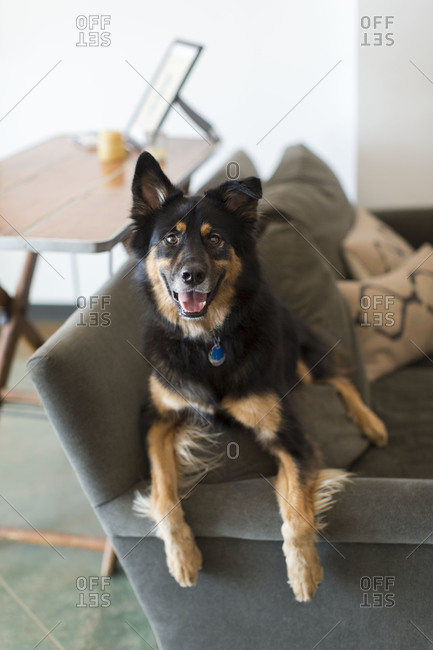 Watchful dog lying on a couch
