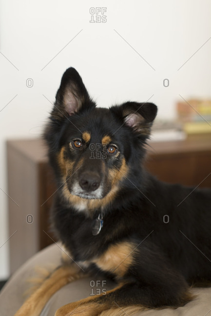 Portrait of a watchful dog