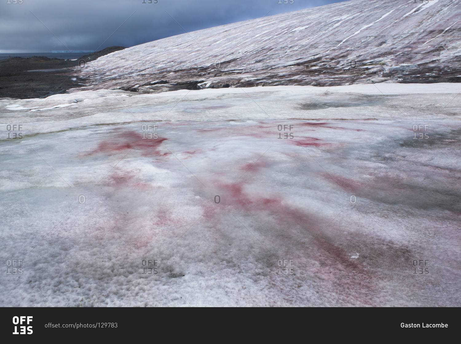 Chlamydomonas nivalis. Розовый снег Chlamydomonas nivalis. Хламидомонада Снежная фото. Снежная хламидомонада серого цвета.