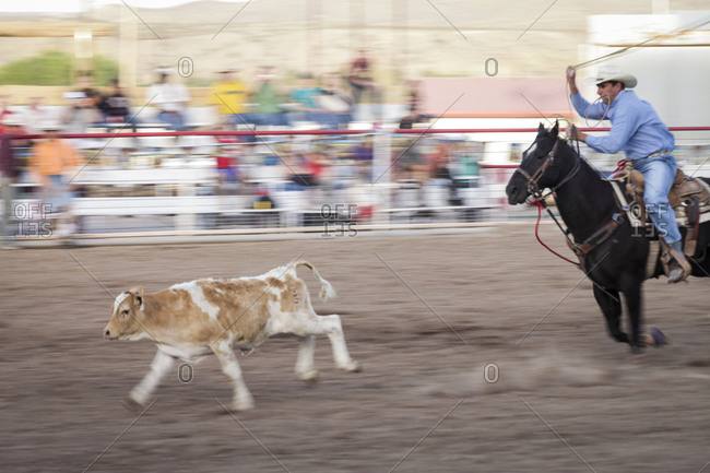 New Mexico, USA - May 11, 2013: Man tosses a lasso around a calf at the rodeo in Truth or Consequences, New Mexico, USA