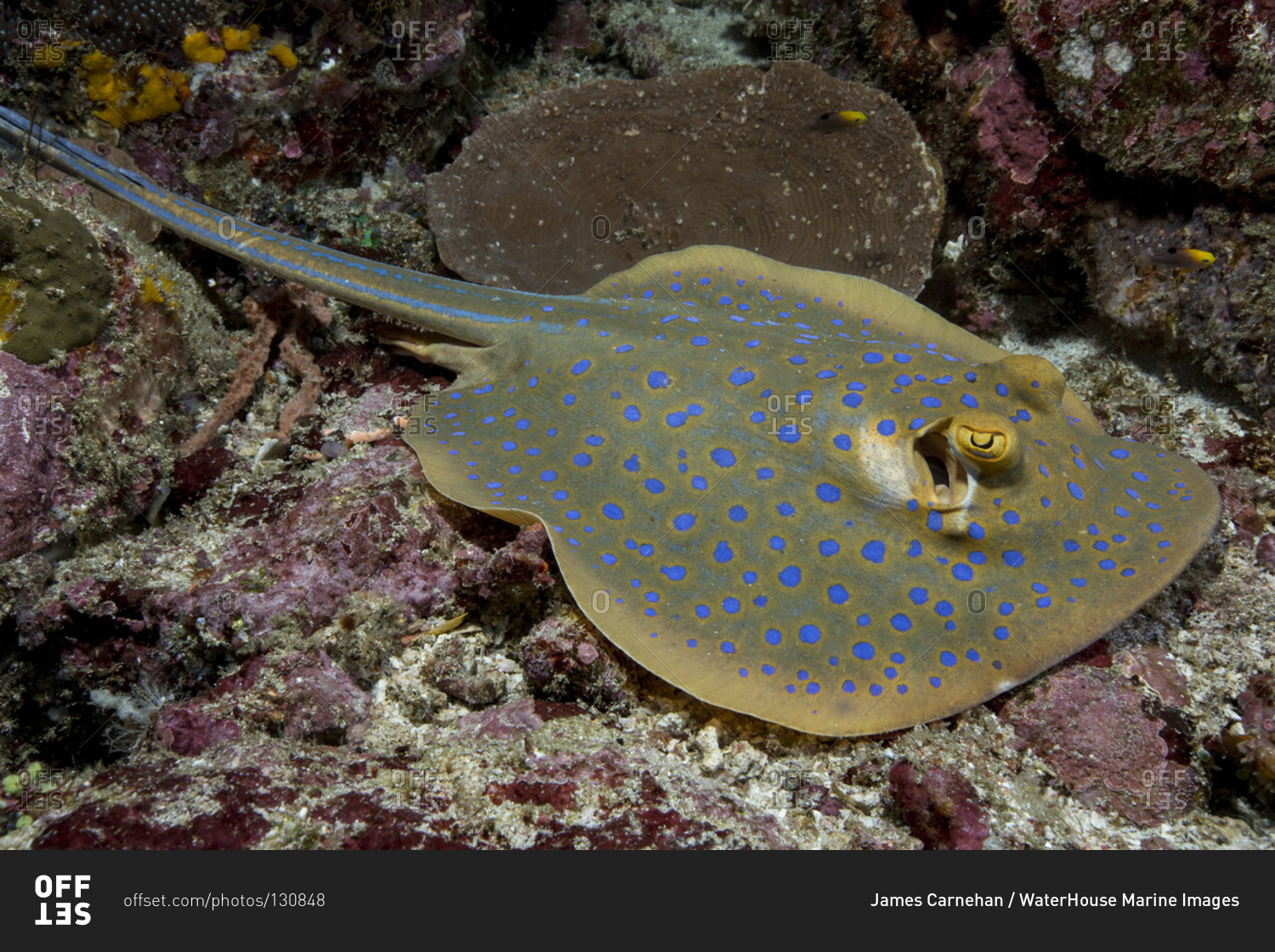 Blue-spotted stingray resting on the ocean floor