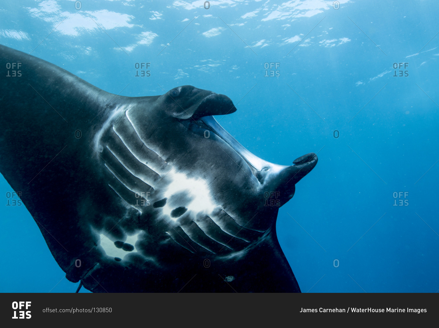 Giant manta ray, seen at Manta alley dive site, Indonesia