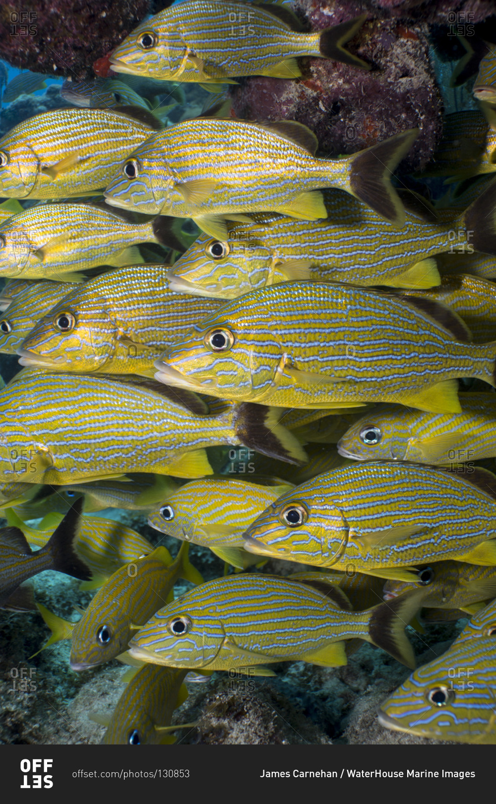School of Blue- striped grunts hover near a coral overhang