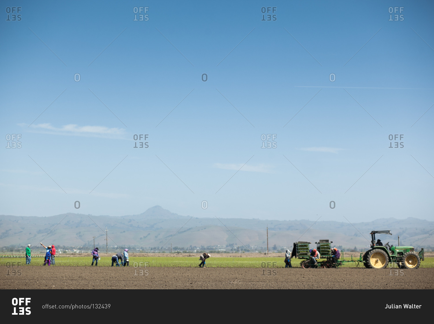 Workers harvesting crops, Salinas, California
