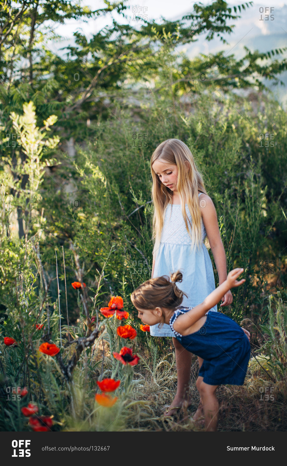 Little girl smelling a poppy flower