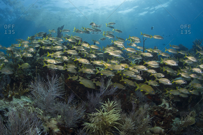 Staghorn coral (Acrophore Cervi ornis), Key Largo, Florida, USA stock photo  - OFFSET