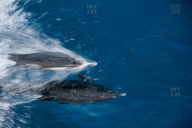 Atlantic spotted dolphin streak across the ocean's surface