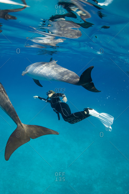 Snorkelers interact with a pod of Atlantic Spotted dolphin