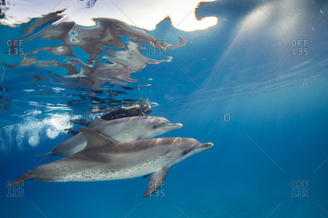 Snorkelers interact with a pod of Atlantic Spotted dolphin