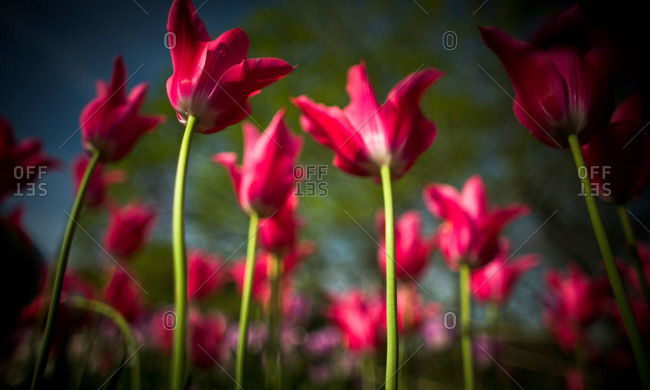 Close up of pink tulips in a garden
