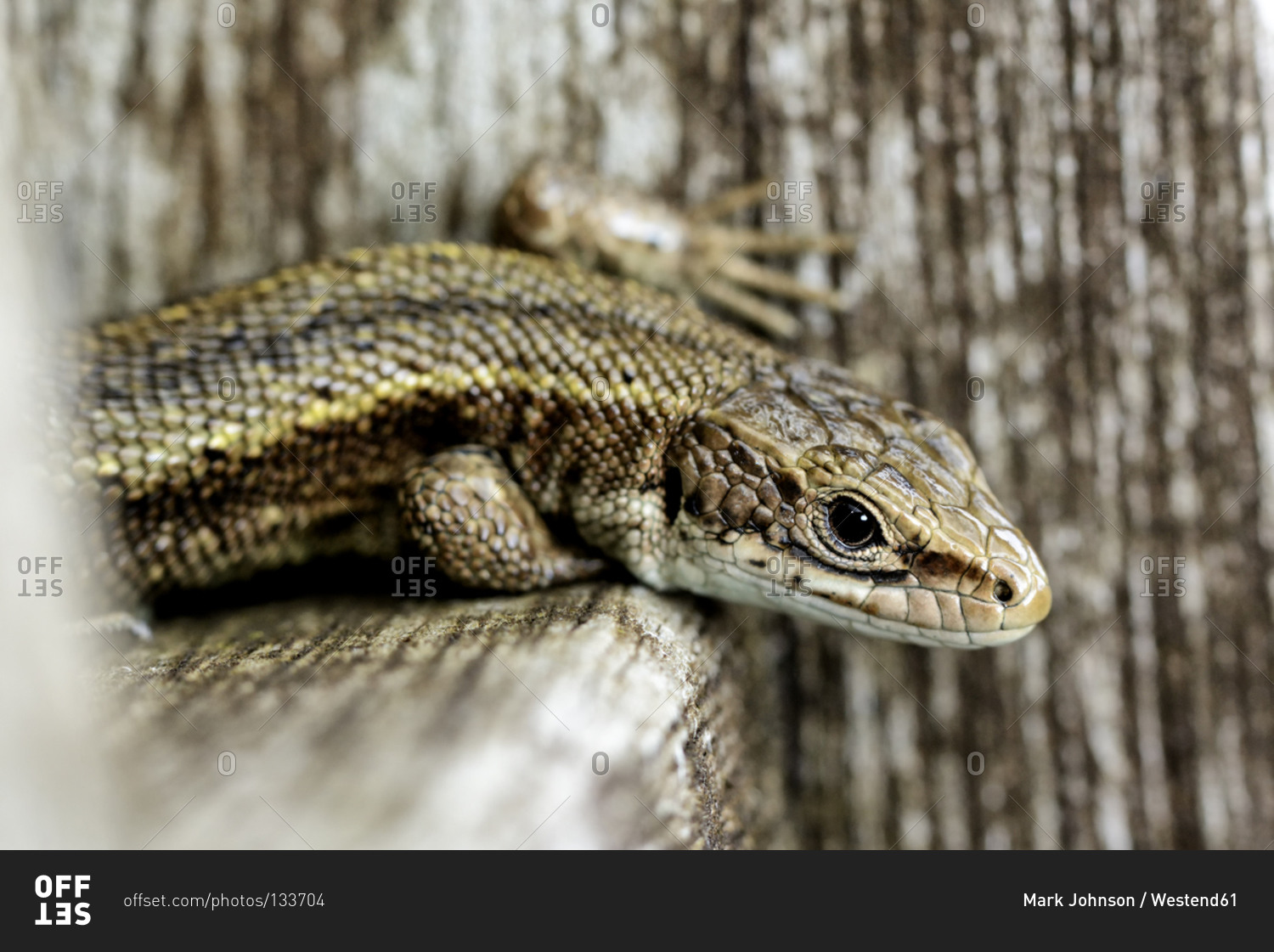 Common lizard, sitting on wood, Zootoca vivipara