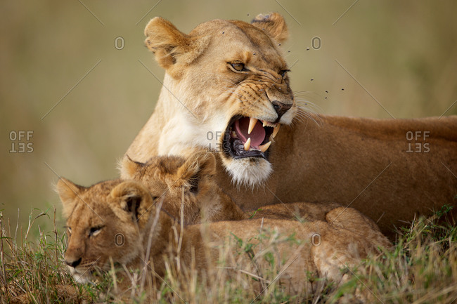 African lioness with cubs lying in grass