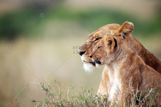 Profile of watchful lioness and cub in the savanna