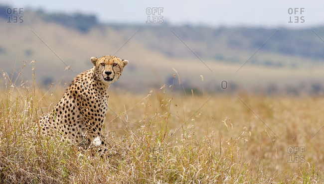 Watchful cheetah in the grass