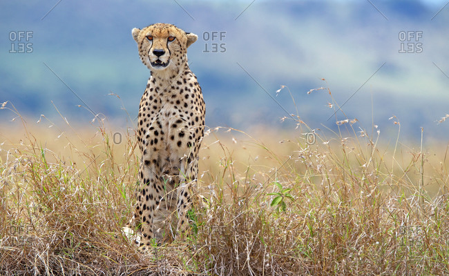 Watchful cheetah in the grass