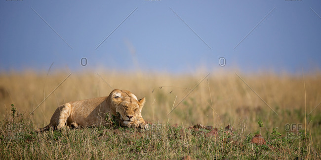 African lioness sleeping in the grass