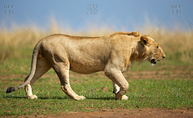 African lion walking in savanna