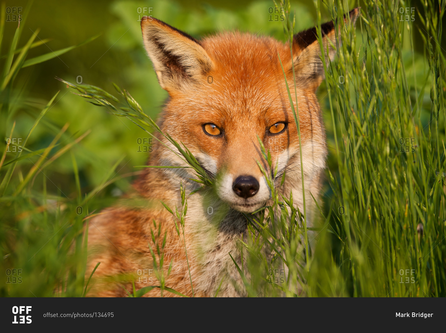 Close up of a red fox in its habitat stock photo - OFFSET